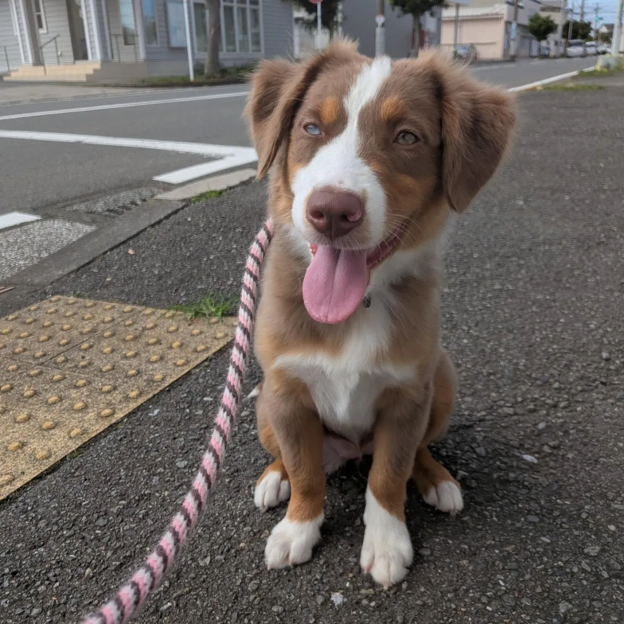 午後からはみんなと一緒にお散歩へ行けるようになりました🥰👏