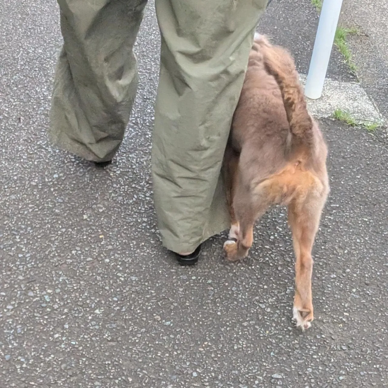 台風も去って夕方ロジちゃんのお散歩レッスン🎵