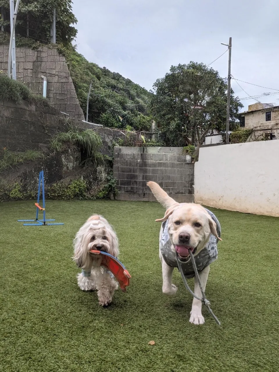 お昼から雨の予報なので午前中にランで遊ぶわんこさん💓