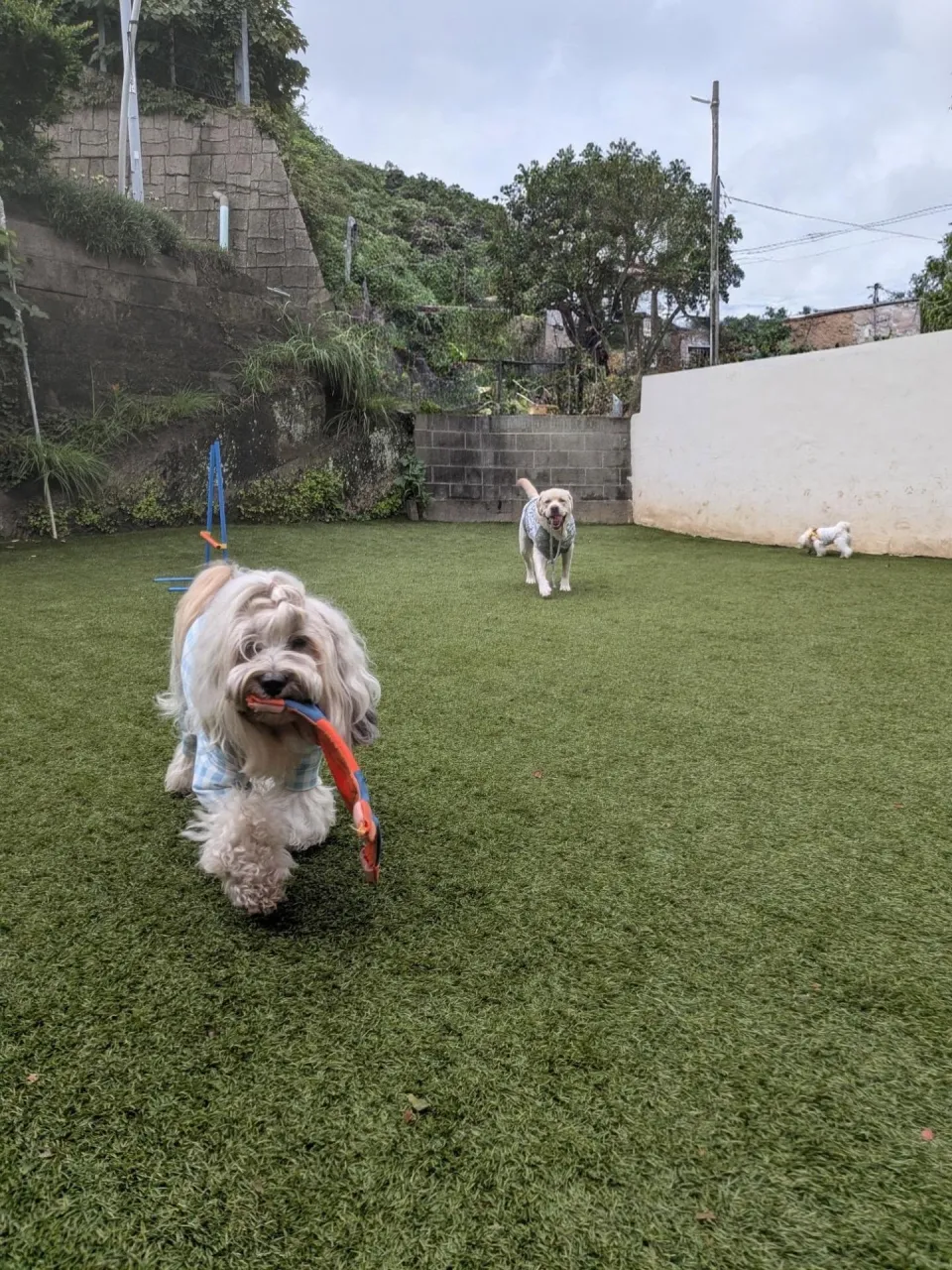 お昼から雨の予報なので午前中にランで遊ぶわんこさん💓