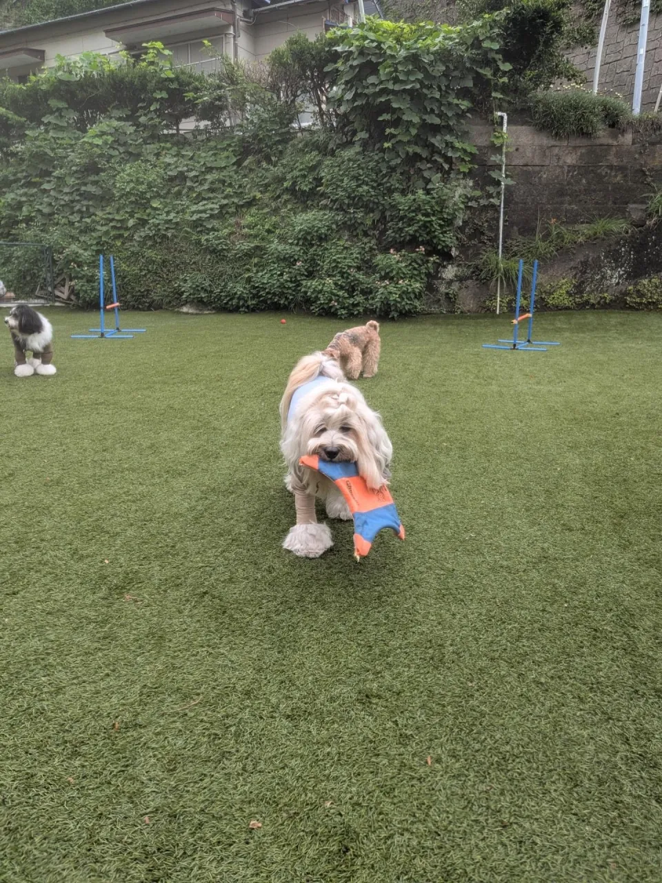 三崎までお散歩へ🎵