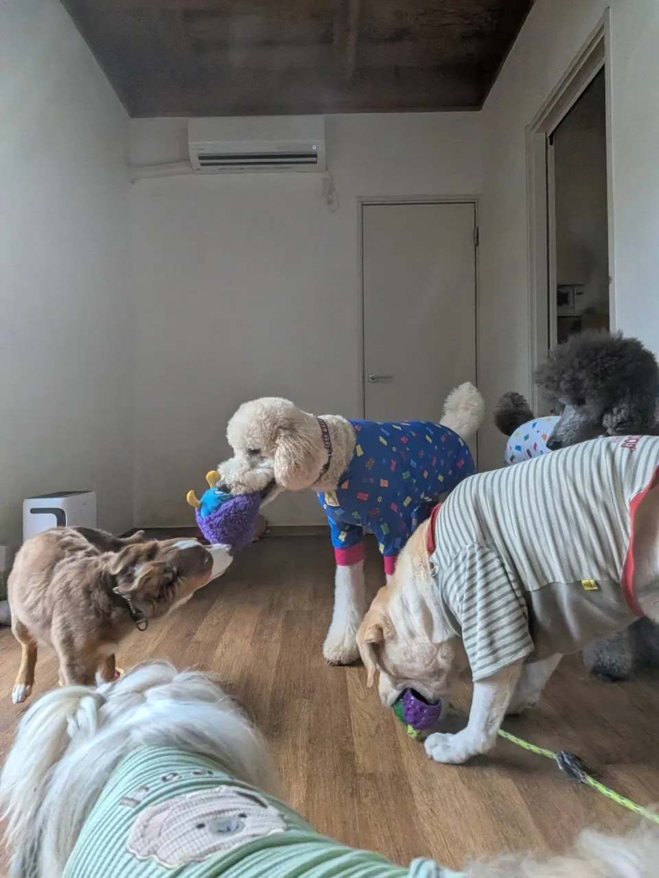 午後からは雨が降ってきたのでお部屋でおもちゃ遊び💓