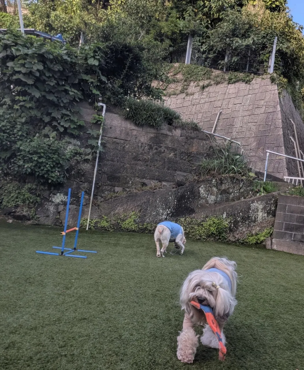 夕方ランで遊ぶわんこさん🩷
