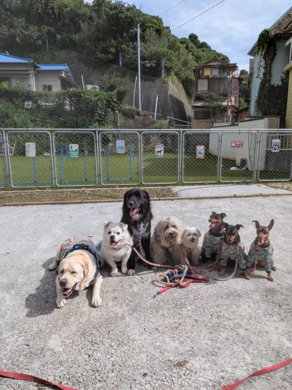 良いお天気なのでたっぷりお散歩へいきました😄