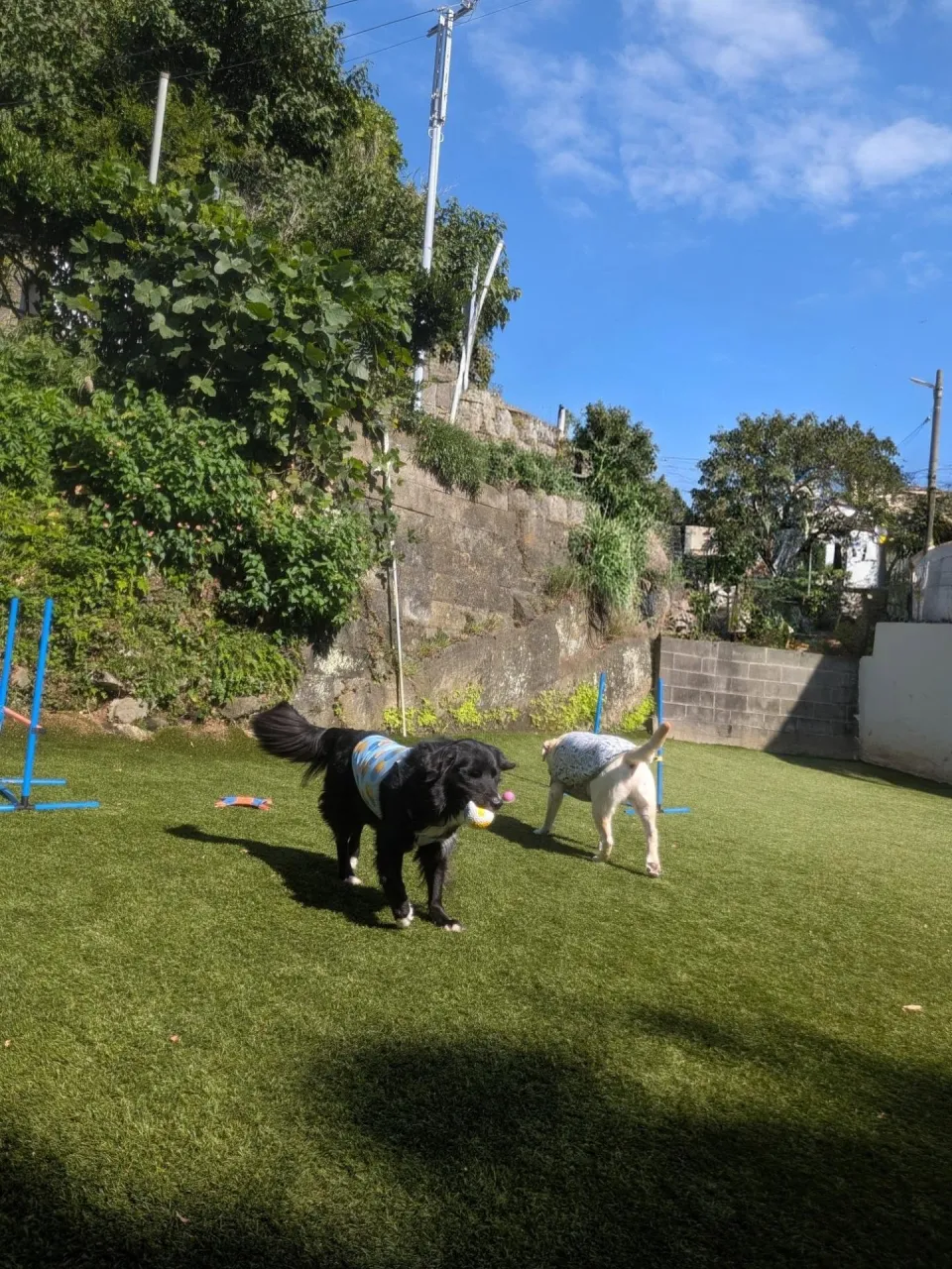 ランで遊ぶわんこさん💓