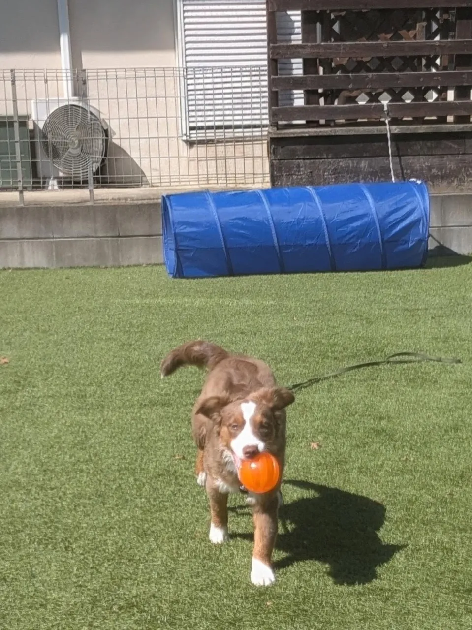ロジちゃんのレッスンday💓