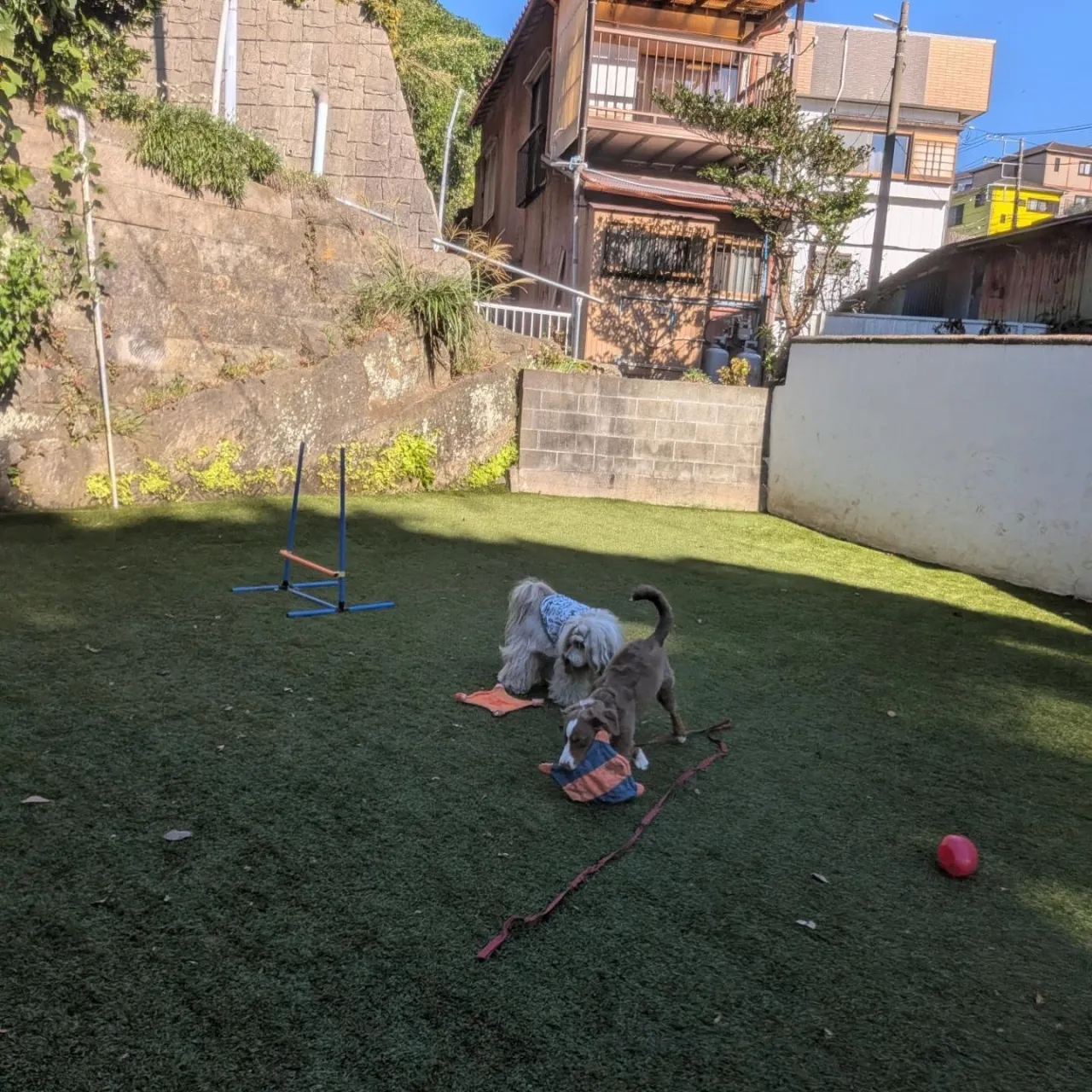 だんだんボールで遊ぶようになったロジちゃん🩷