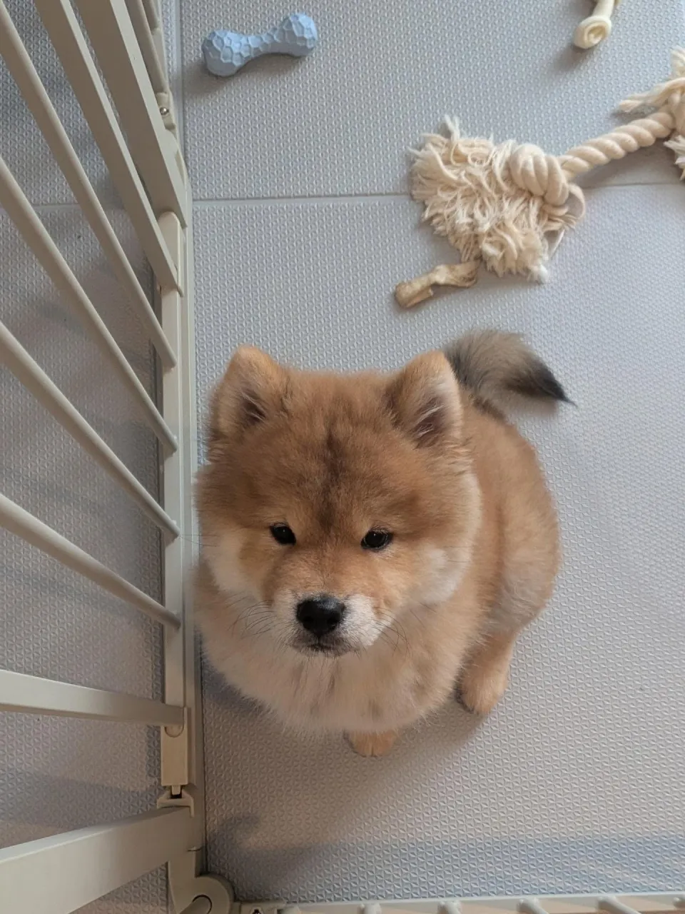 チャウチャウ×柴犬のソラ君💓