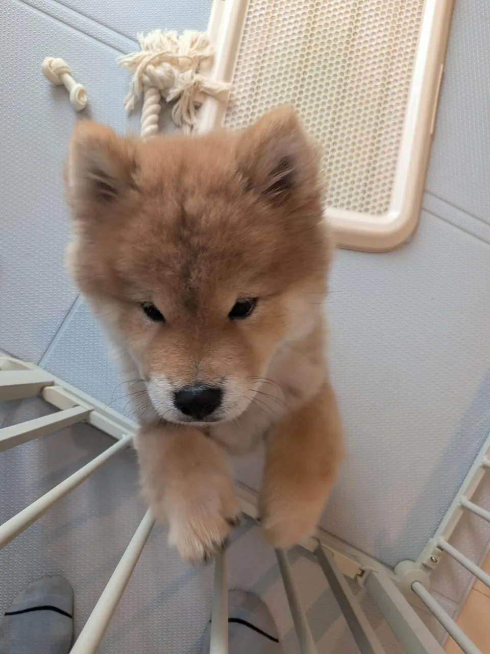 チャウチャウ×柴犬のソラ君💓