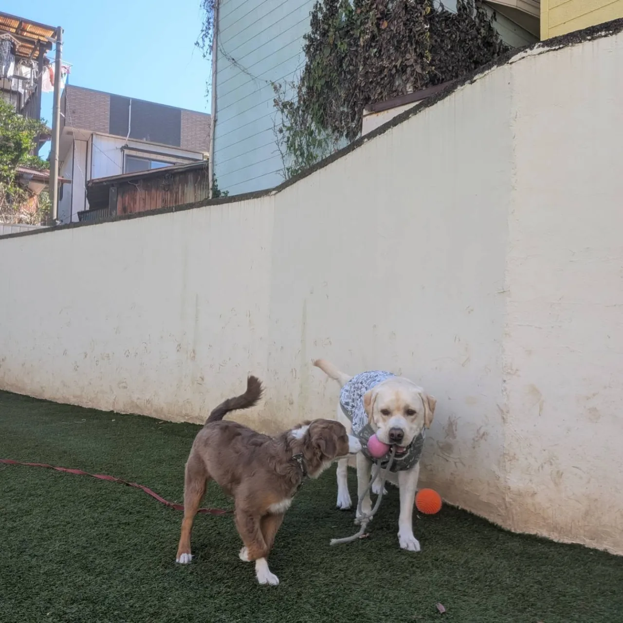 ランで遊ぶわんこさん💓