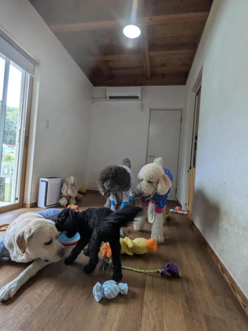 お部屋で遊ぶわんこさん💓