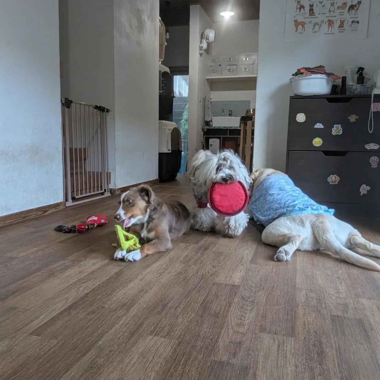 お部屋で遊ぶわんこさん💓