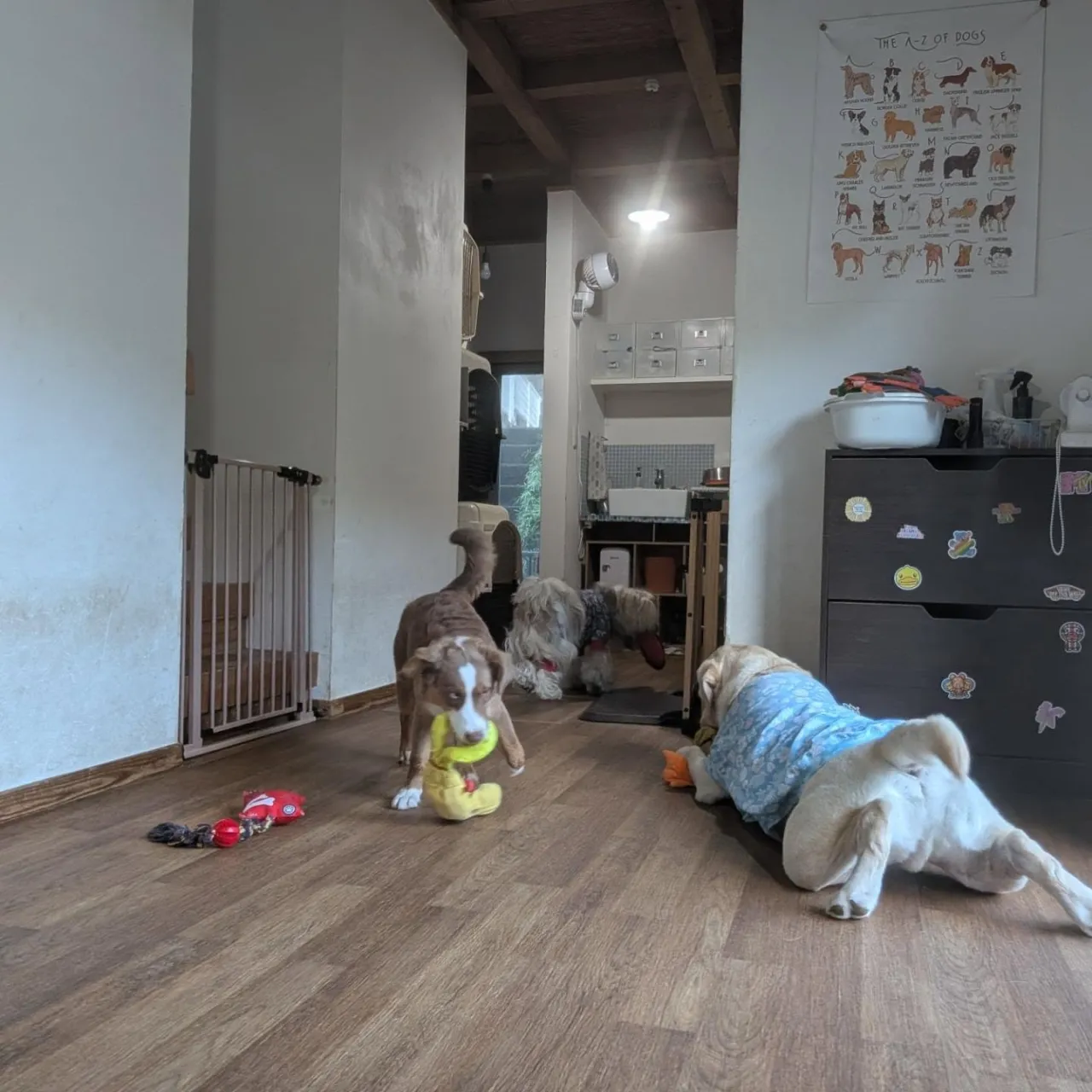 お部屋で遊ぶわんこさん💓