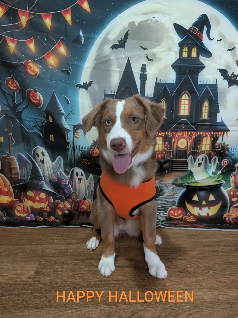 🎃HALLOWEEN🎃