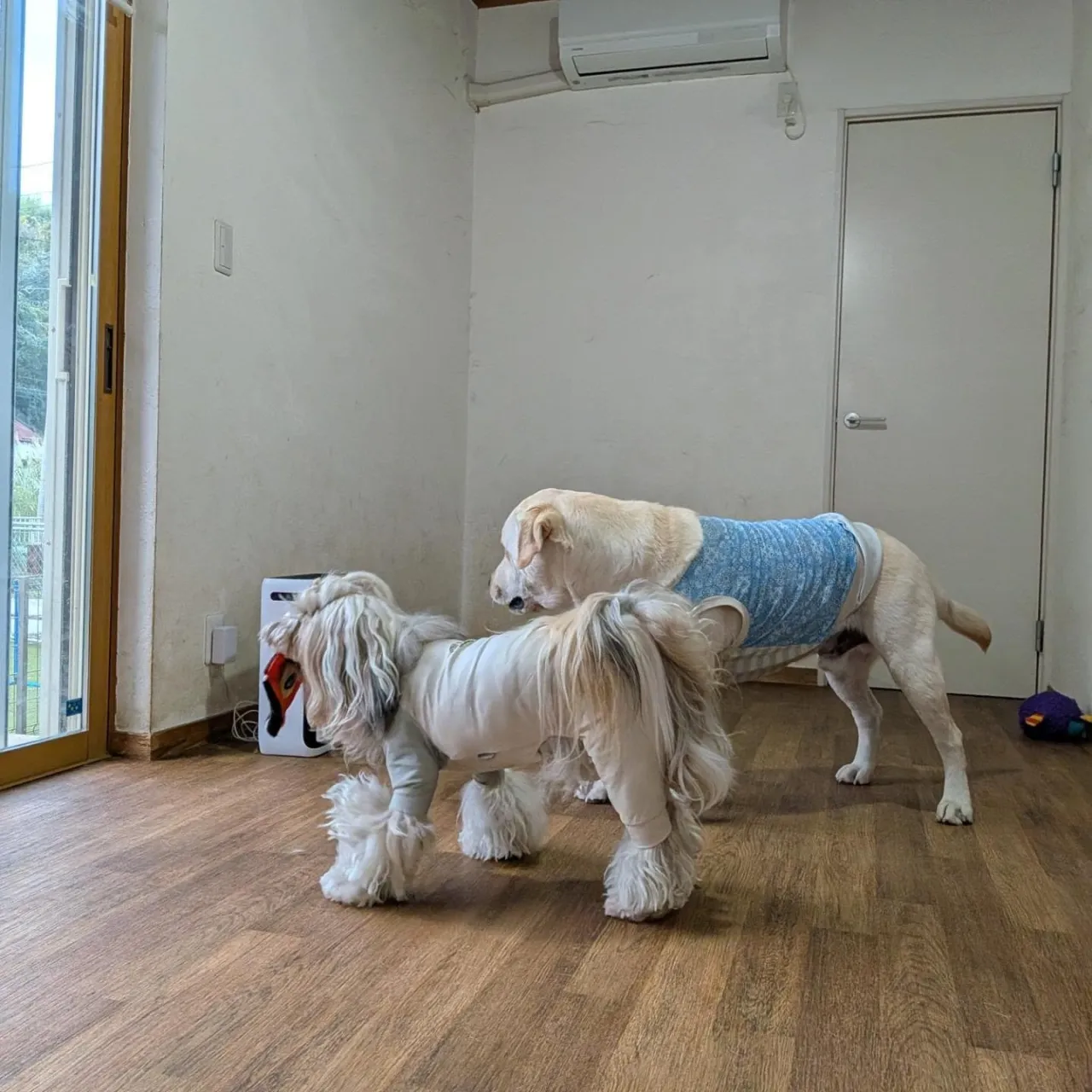 雨が降ってきたのでお部屋遊び💓