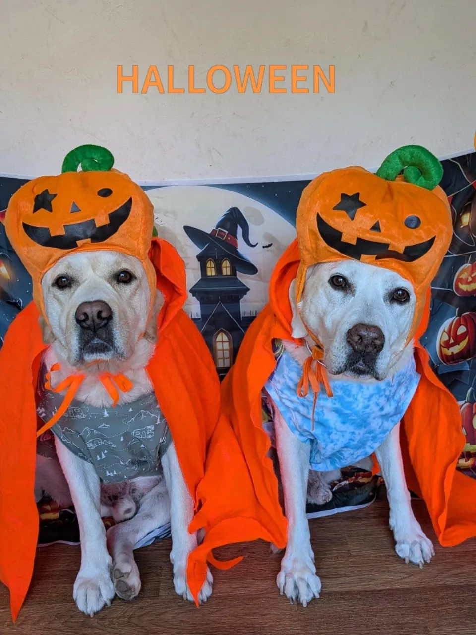 ラブ＆ラブ💓ハロウィンコスプレ🎃