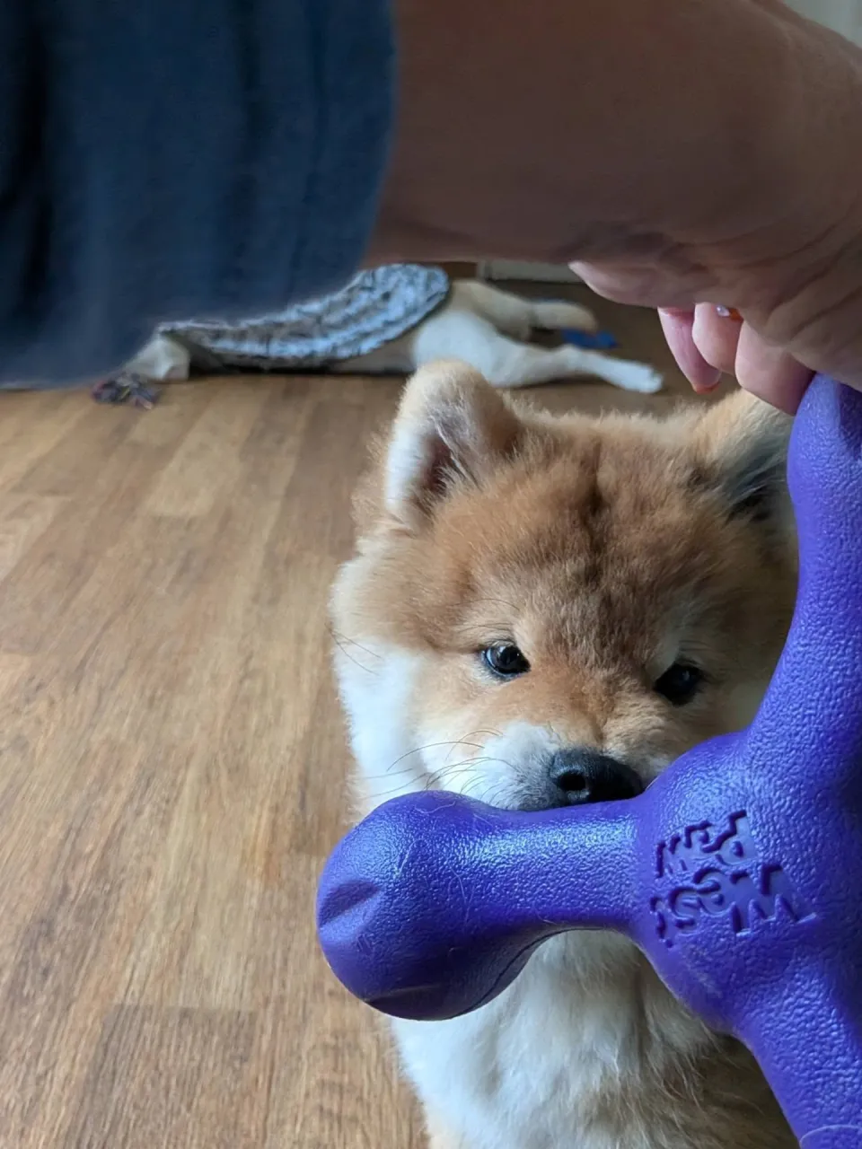 お部屋で遊ぶわんこさん🩷