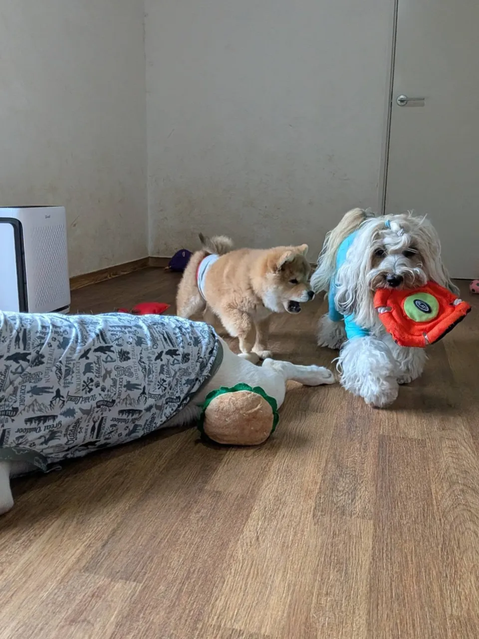お部屋で遊ぶわんこさん🩷
