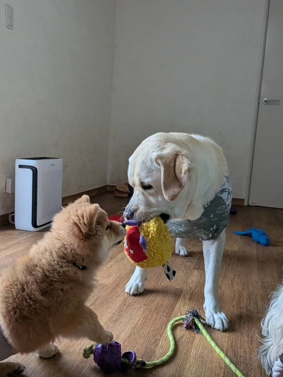 お部屋で遊ぶわんこさん🩷