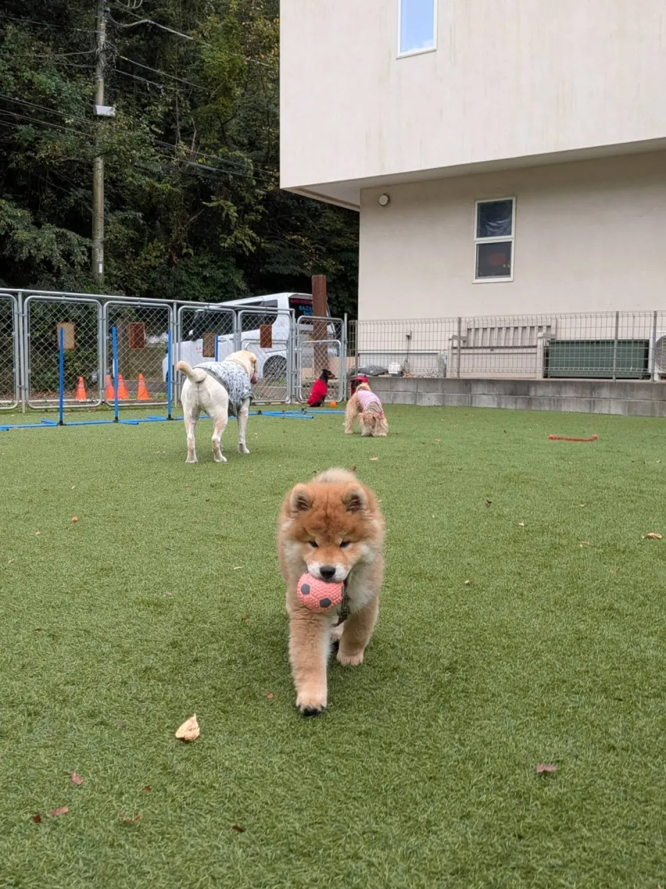 ランで遊ぶわんこさん💓