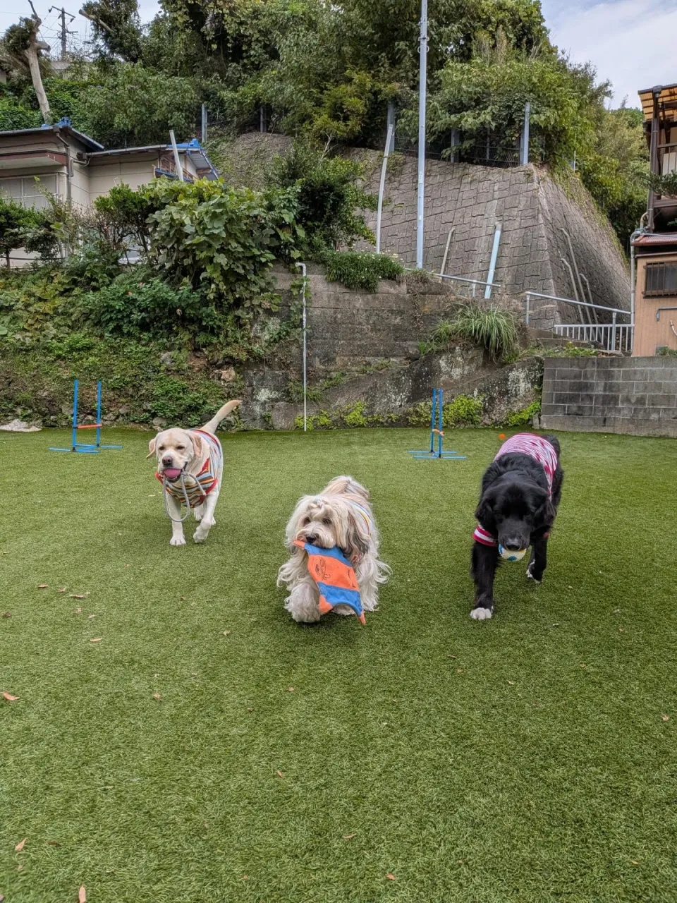 朝はみんなでお散歩へ🎵