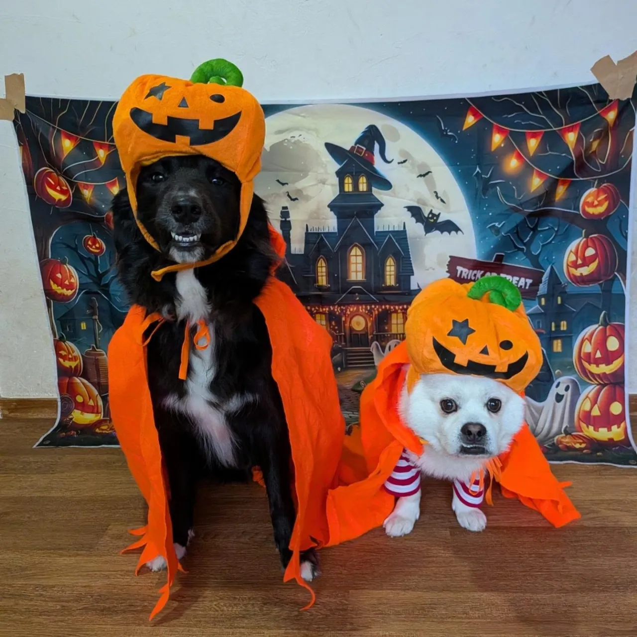 ハロウィンコスプレ🎃