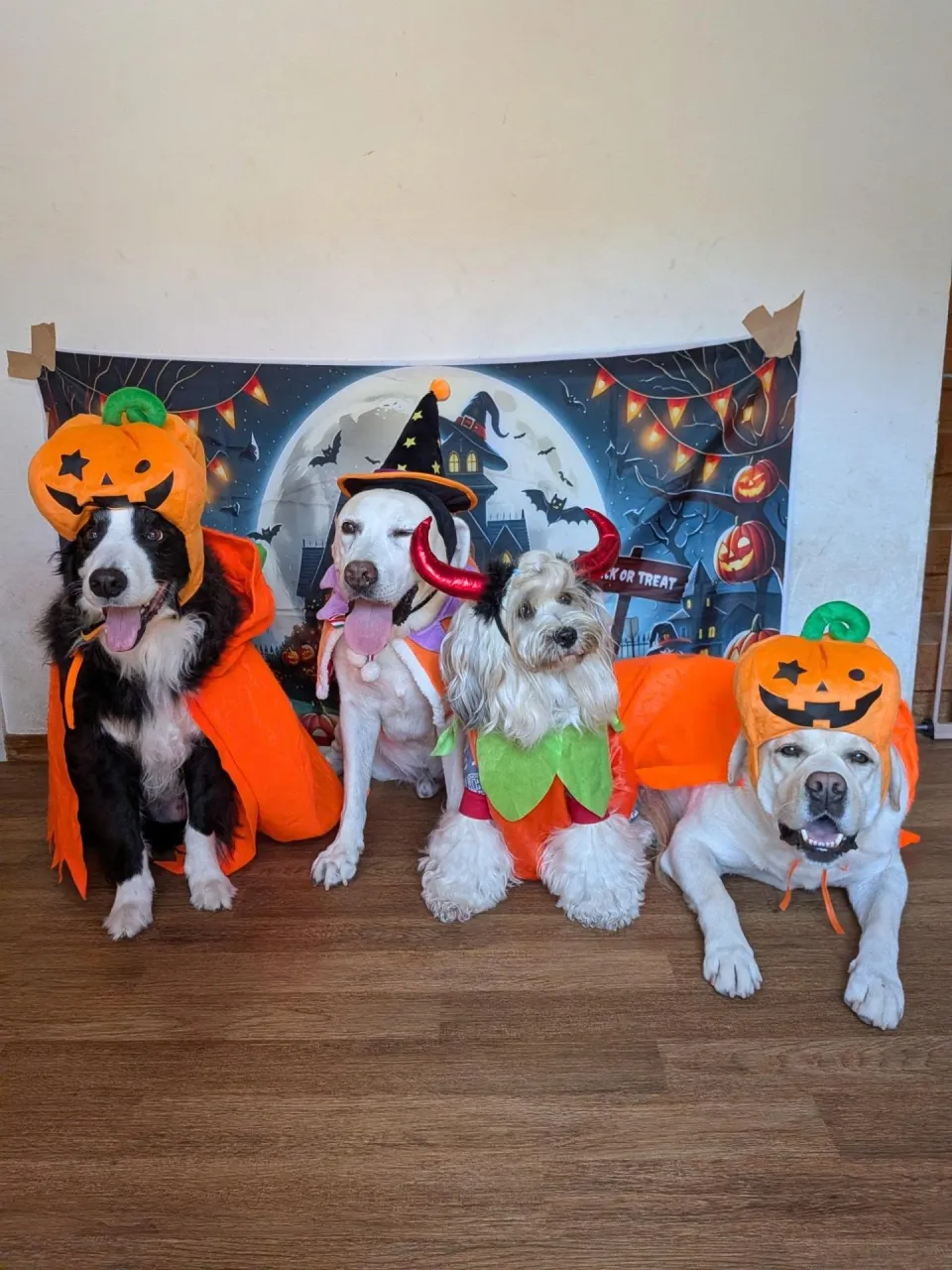 今日はハロウィンパーティ🎃🎉