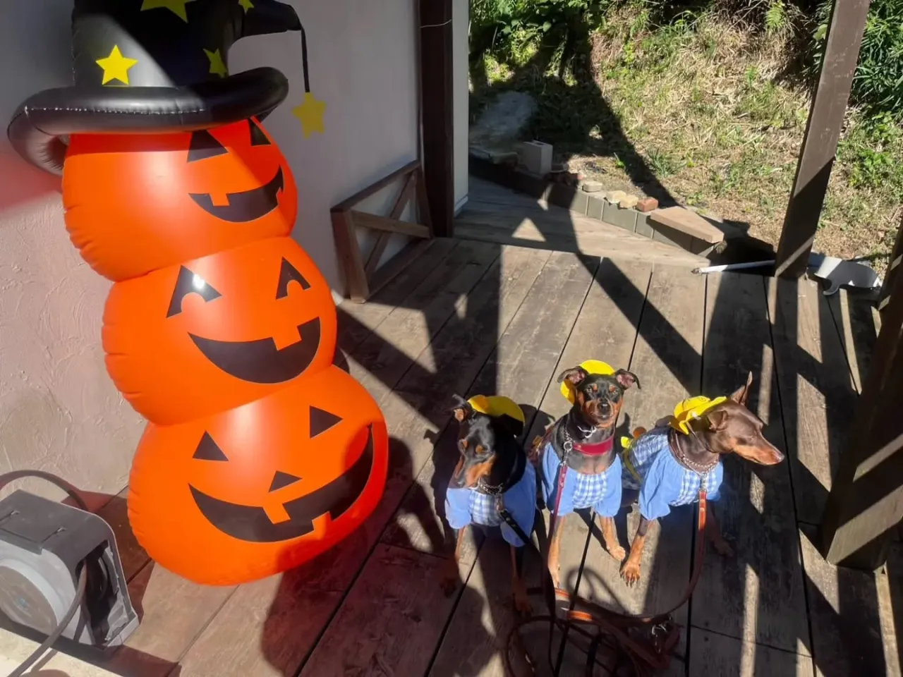 今日はハロウィンパーティ🎃🎉