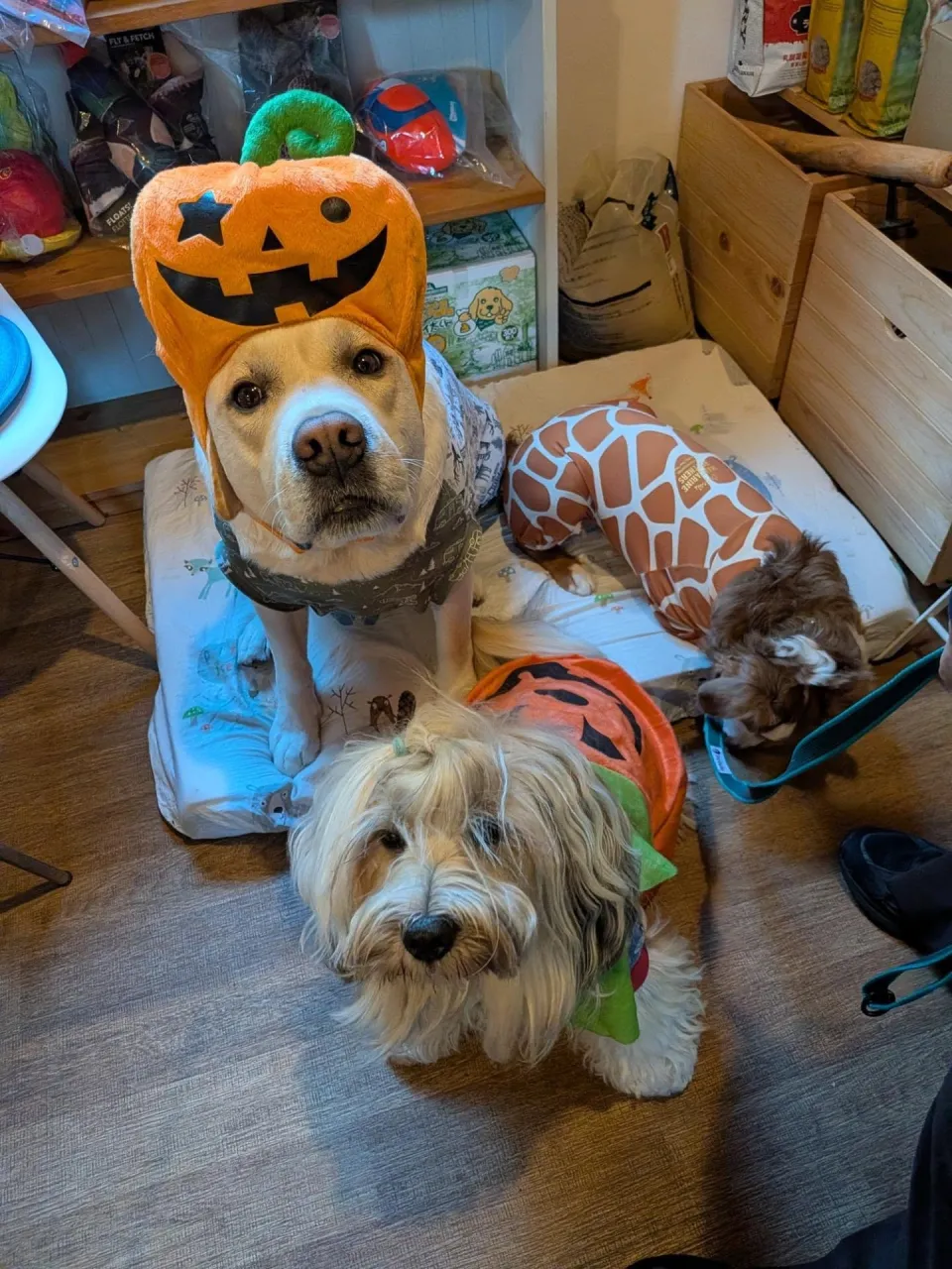 今日はハロウィンパーティ🎃🎉