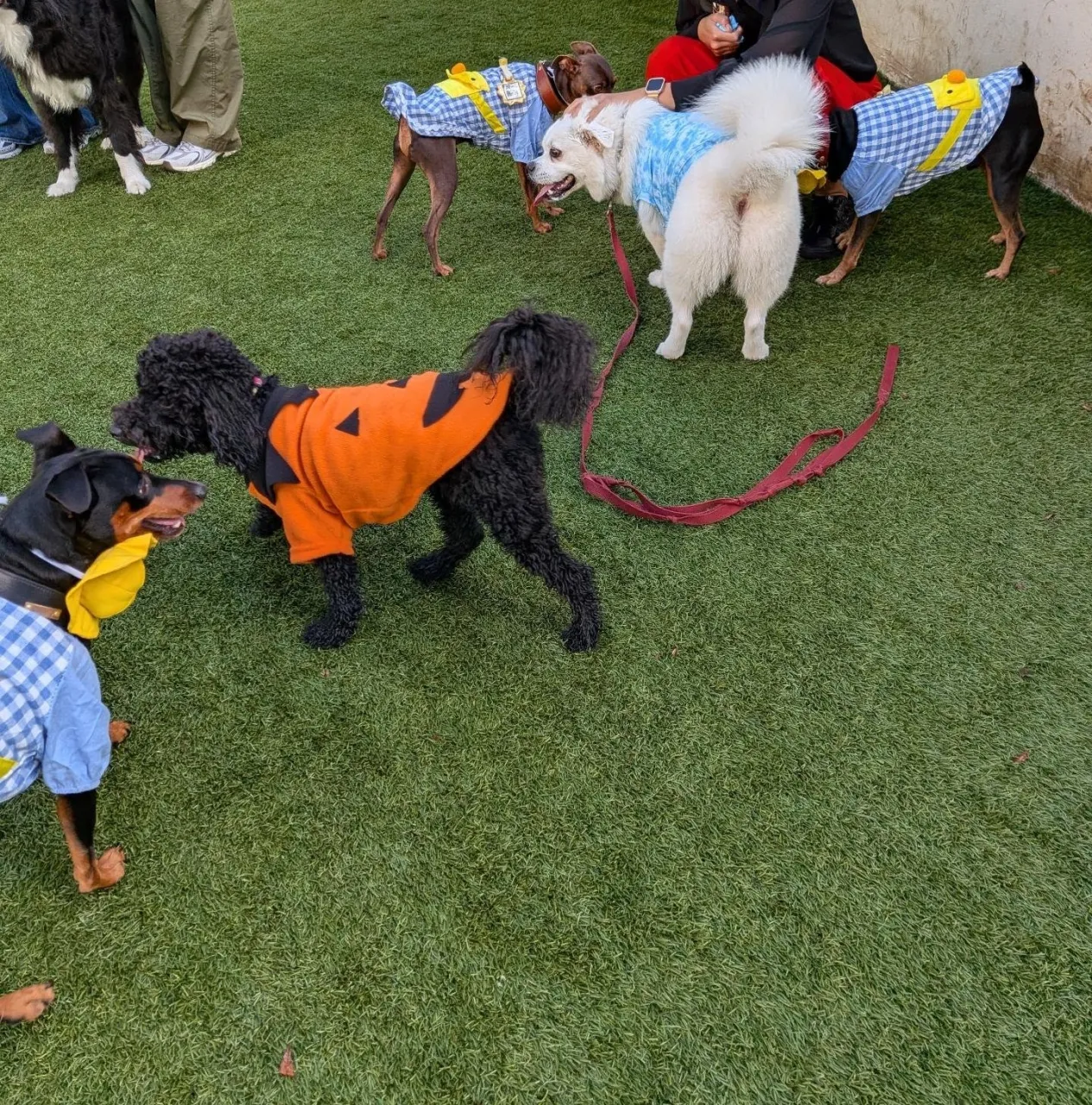 今日はハロウィンパーティ🎃🎉
