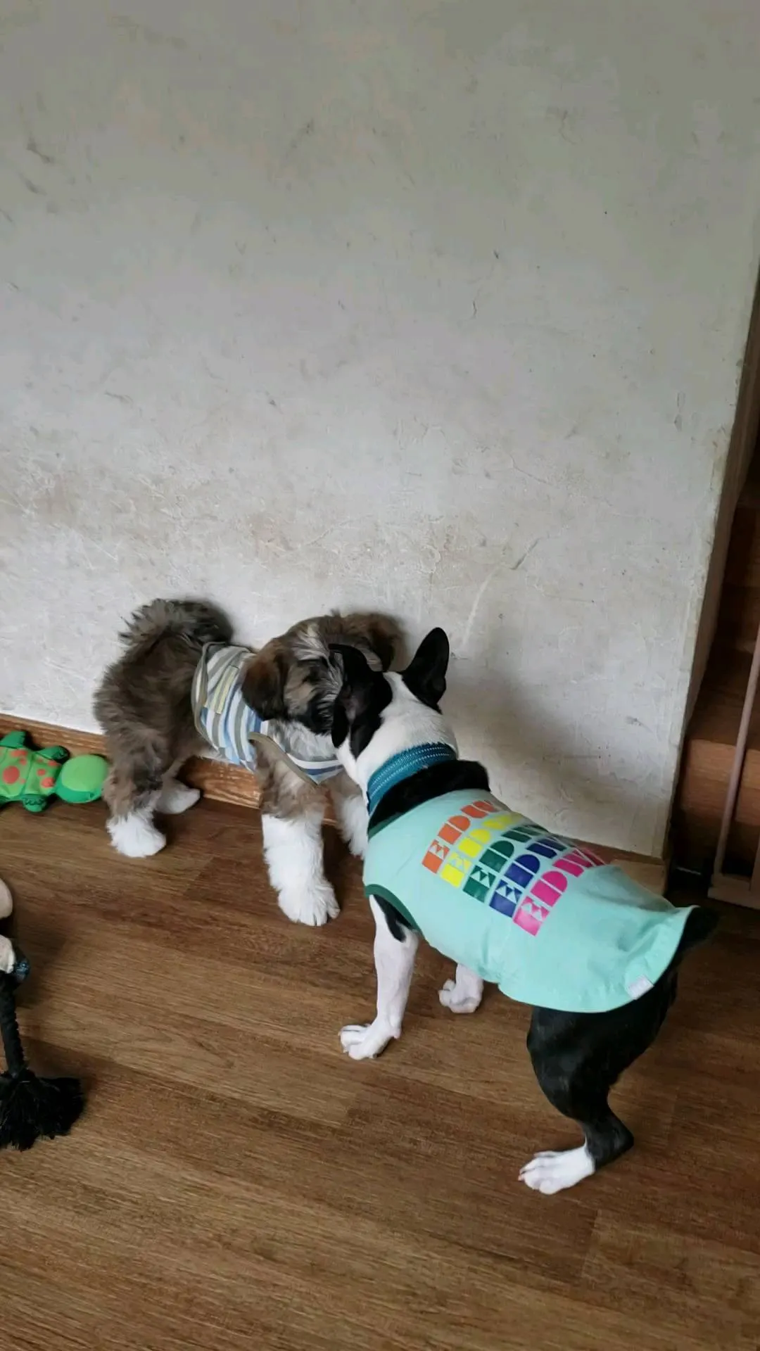 朝はお部屋のすみっこに隠れていたアポ君もロデイとプロレスごっ...