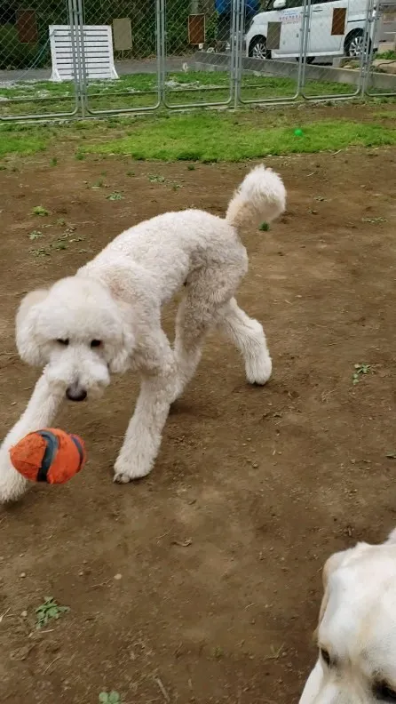 朝はほんの少しランで遊べたね😊