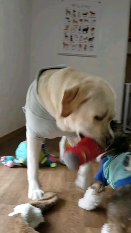 まーちゃんと遊びたがるロデイ君♥️