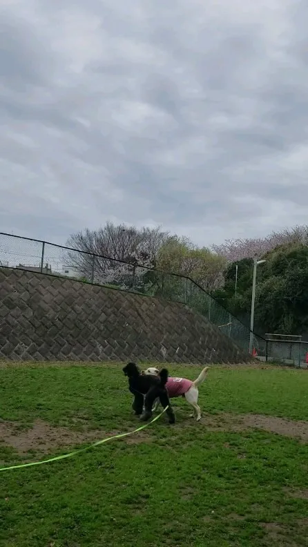 公園で遊ぶ3ぴき♥️