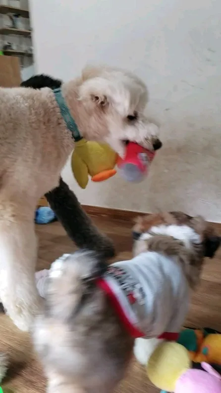 お部屋でおもちゃ遊び♪