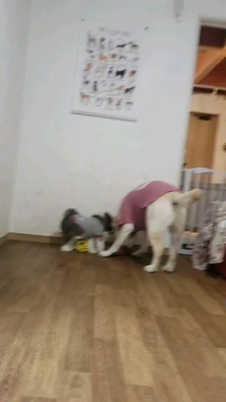 いっしょに遊ぶ2ぴき♥️