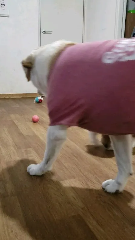 相変わらずロデイはまーちゃんには強気です😓