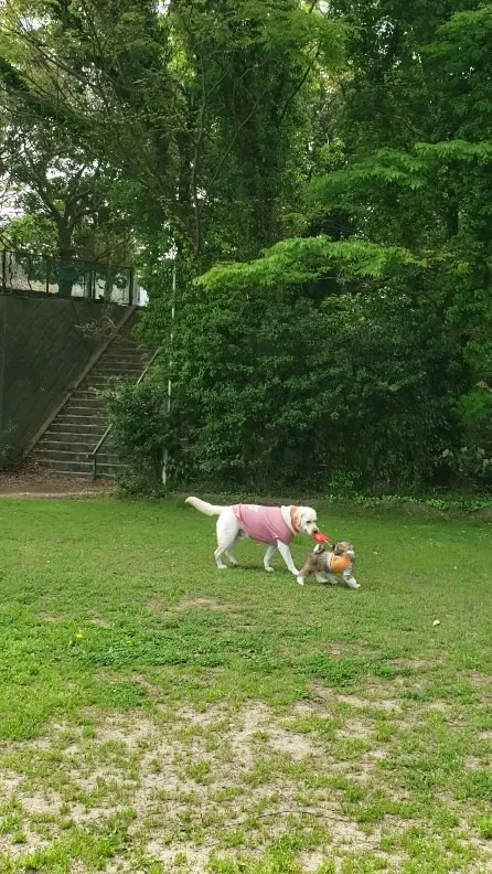 ロデイ、公園デビュー！