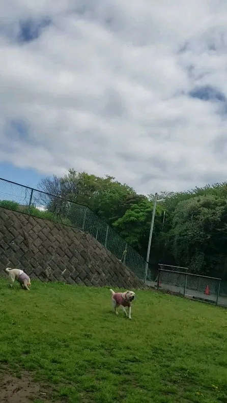 いっぱい走っていっぱい運動！