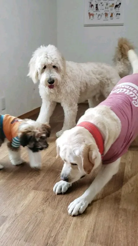 おもちゃ争奪戦！