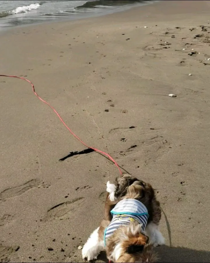 今日は朝から海家と海岸へ♪