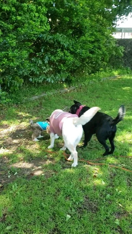 いっしょに遊ぶ3ぴき💓