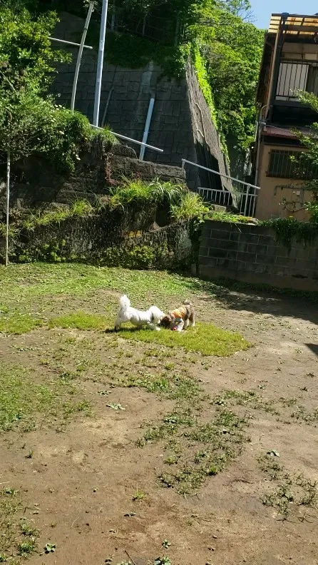 朝から元気に遊ぶわんこさん💓