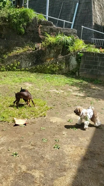 仲良く遊ぶわんこさん💓