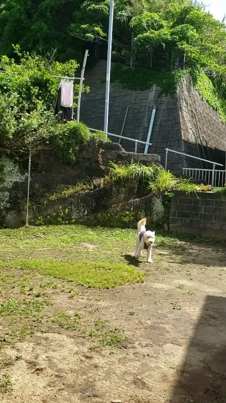 ランで遊ぶわんこさん💓