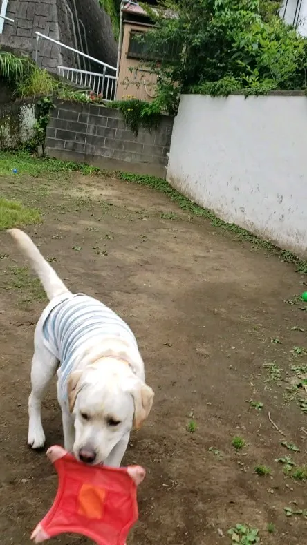 パピーはパピー同士遊ぶのがいいね😊