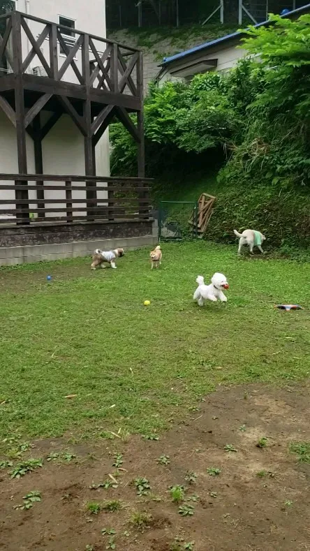 たのしく遊ぶわんこさん💓