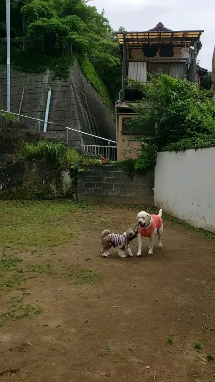 朝なんとか雨が降らないうちにランでひと遊び♪