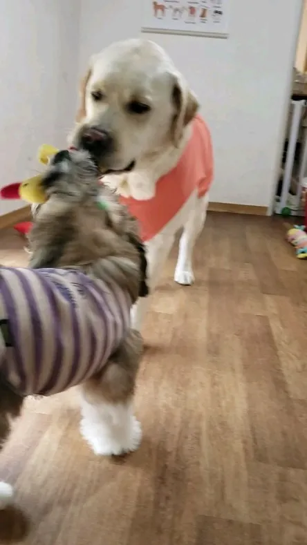 まーちゃんはパピーと遊ぶのが上手💓