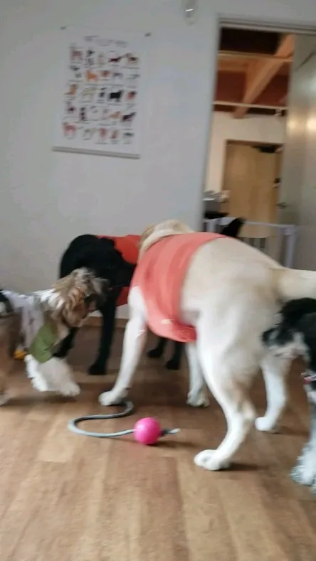 台風が近くなって雨も降っているので今日はお部屋遊び♪